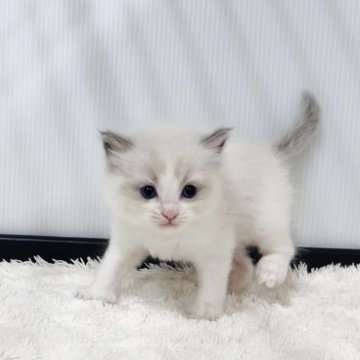 ラグドール【埼玉県・男の子・2025年9月24日・ブルーポイントバイカラー】の写真「可愛い男の子」
