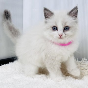 ラグドール【埼玉県・女の子・2025年10月13日・ブルーポイントバイカラー】の写真「可愛いさまだまだ進行中の女の子」