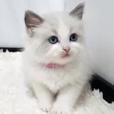 ラグドール【埼玉県・女の子・2025年9月24日・ブルーポイントバイカラー】の写真2「*」