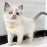 ラグドール【埼玉県・男の子・2025年3月30日・ブルーポイントバイカラー】の写真2