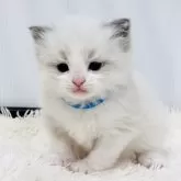 ラグドール【埼玉県・男の子・2025年12月12日・ブルーポイントバイカラー】の写真2