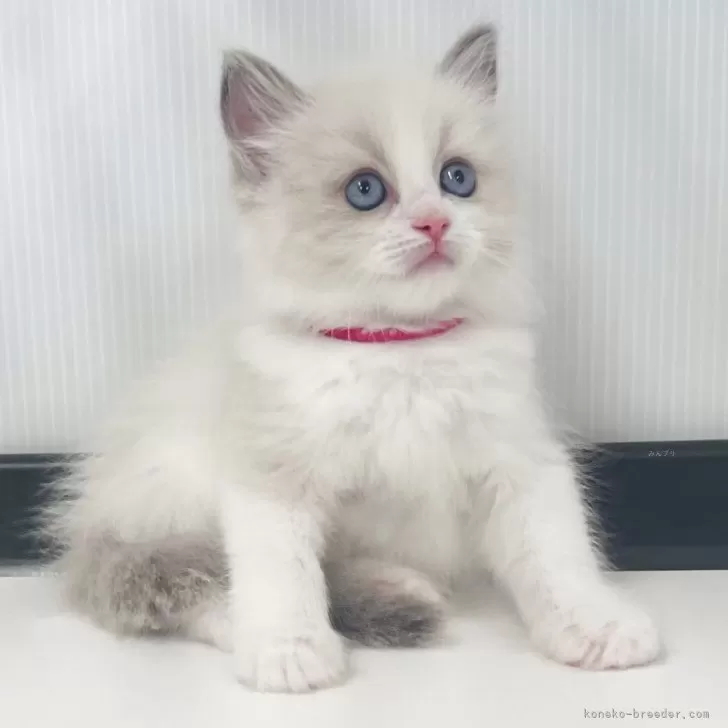 小さめ！猫目ルチルたん！かわいい！ ノルウェージャン×ラグドール【宮城県・男の子・2025年6月5日