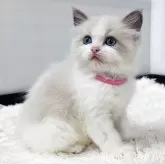 ラグドール【埼玉県・女の子・2025年9月24日・ブルーポイントバイカラー】の写真3