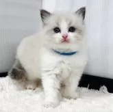 ラグドール【埼玉県・女の子・2025年9月24日・ブルーポイントバイカラー】の写真2