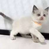 ラグドール【埼玉県・男の子・2025年3月30日・ブルーポイントバイカラー】の写真3