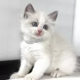 ラグドール【埼玉県・男の子・2025年3月30日・ブルーポイントバイカラー】の写真3