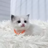 ラグドール【埼玉県・男の子・2025年10月13日・ブルーポイントバイカラー】の写真4