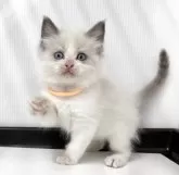 ラグドール【埼玉県・男の子・2025年3月30日・ブルーポイントバイカラー】の写真5