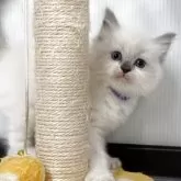 ラグドール【埼玉県・女の子・2025年3月14日・ブルーポイントバイカラー】の写真5