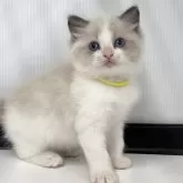 ラグドール【埼玉県・男の子・2025年4月5日・ブルーポイントバイカラー】の写真5