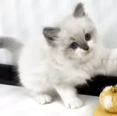 ラグドール【埼玉県・女の子・2025年3月14日・ブルーポイント】の写真5