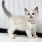 ラグドール【埼玉県・男の子・2025年3月30日・ブルーポイントバイカラー】の写真5