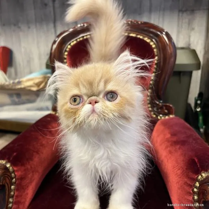 ID:2206-02785の子猫