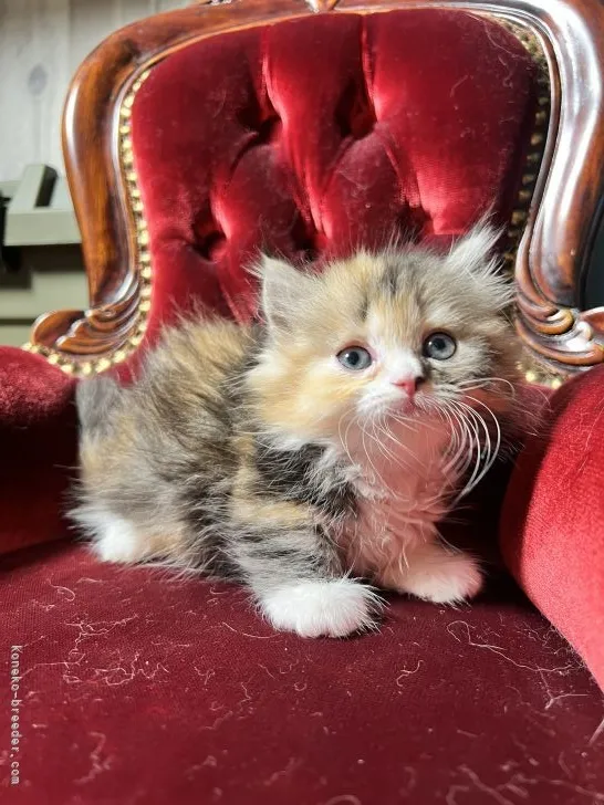 ID：2204-02834の子猫
