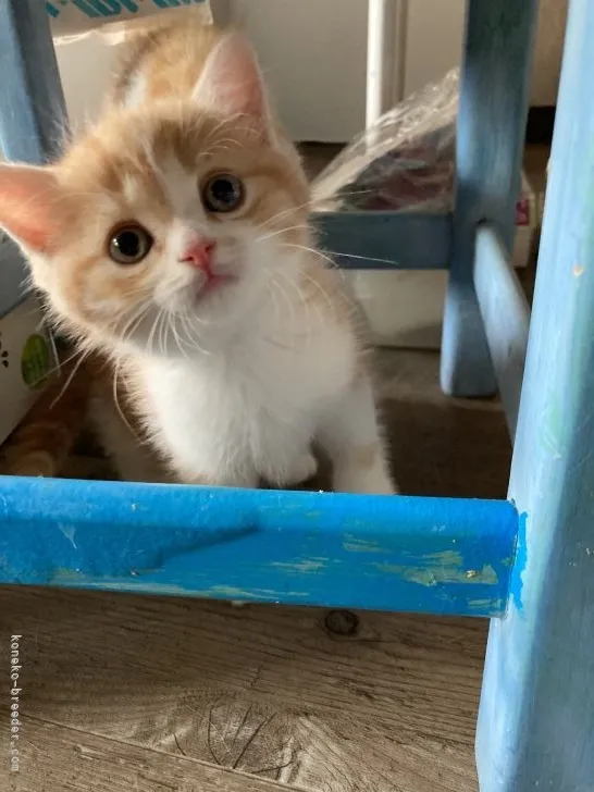 ID:2205-03499の子猫