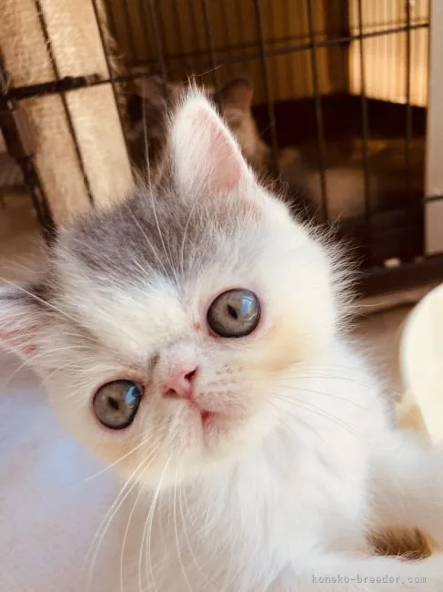 ID:2108-01567の子猫