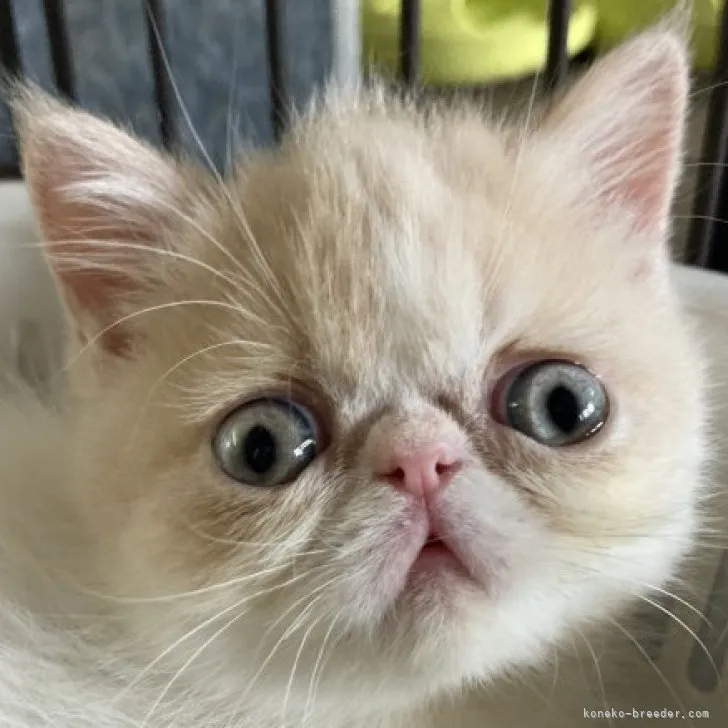 ID：2304-03164の子猫
