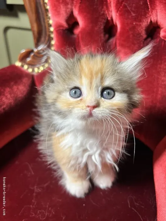 ID：2204-02832の子猫