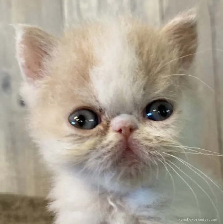 ID:2304-03166の子猫