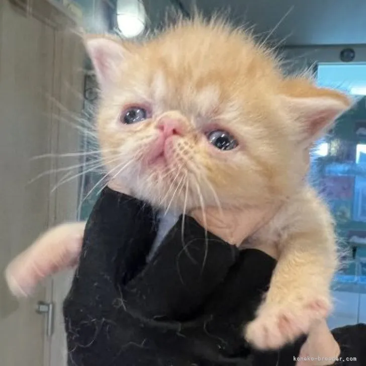 ID:2309-03162の子猫