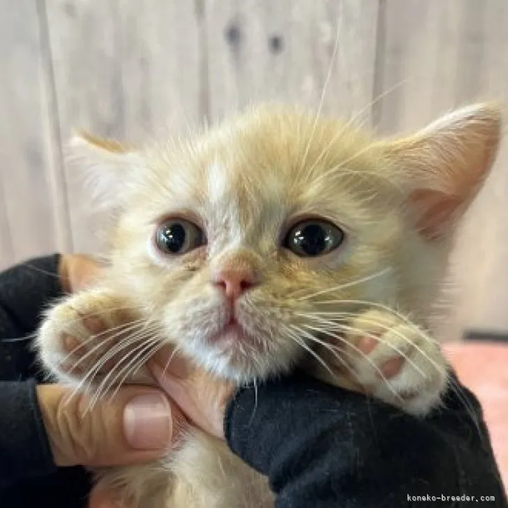 ID:2309-00382の子猫