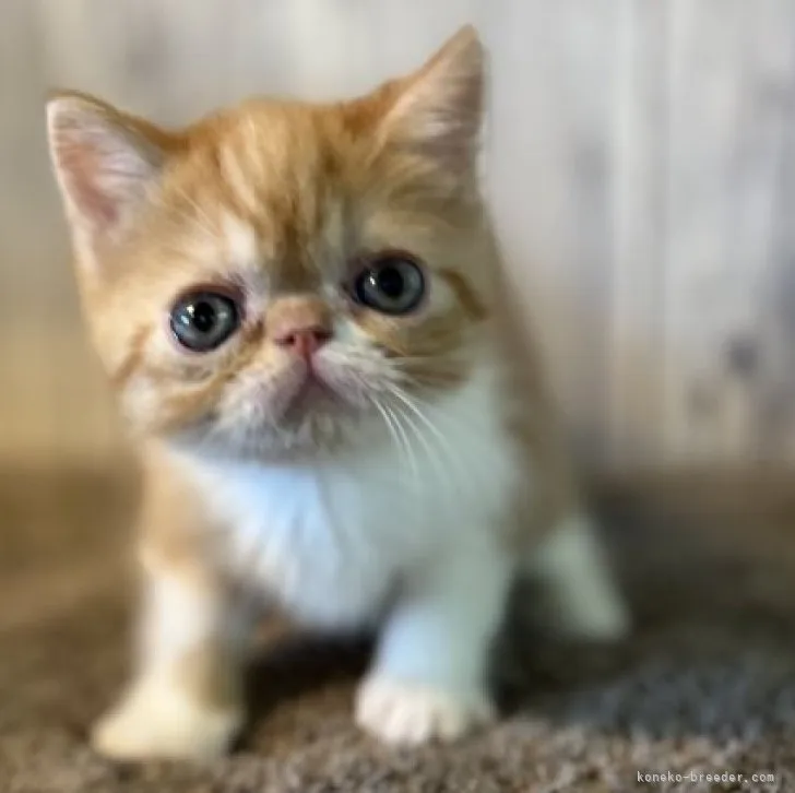 ID：2304-01163の子猫