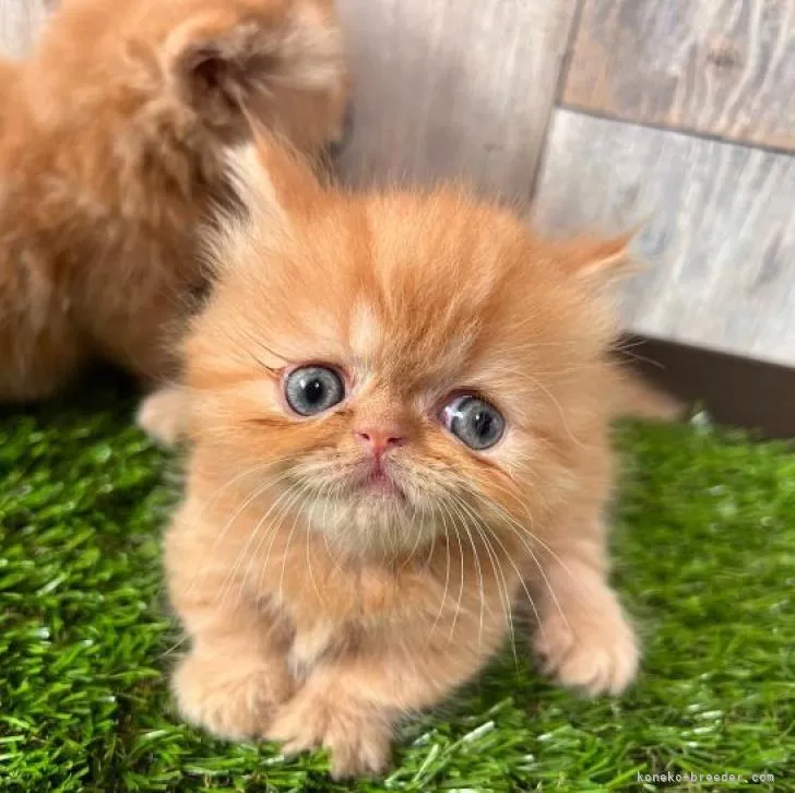ID:2208-02879の子猫