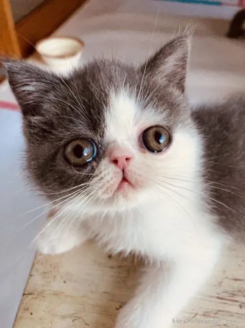 ID：2108-01566の子猫