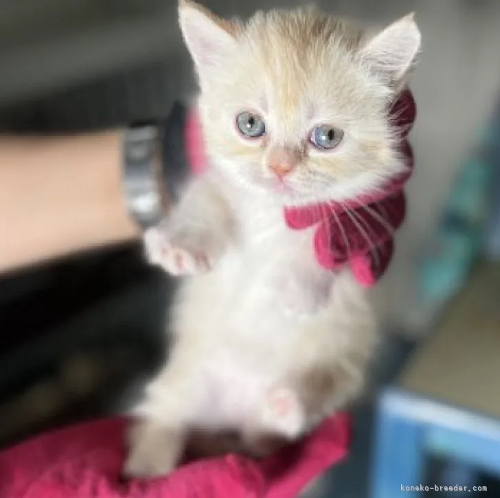 ID:2304-01157の子猫