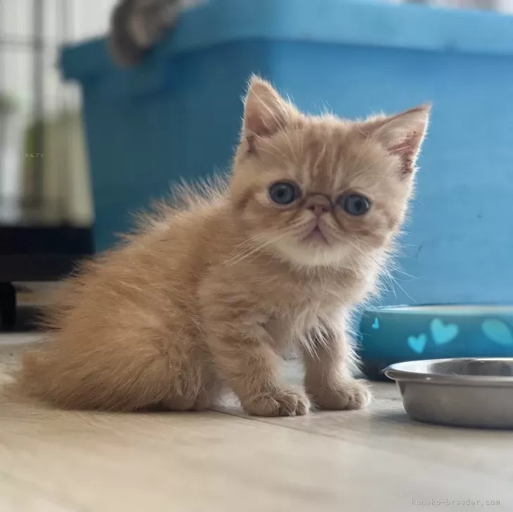 ID:2405-02470の子猫