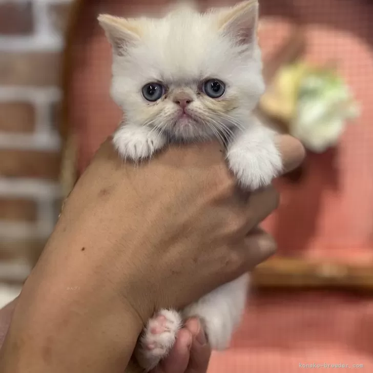 ID:2406-02770の子猫