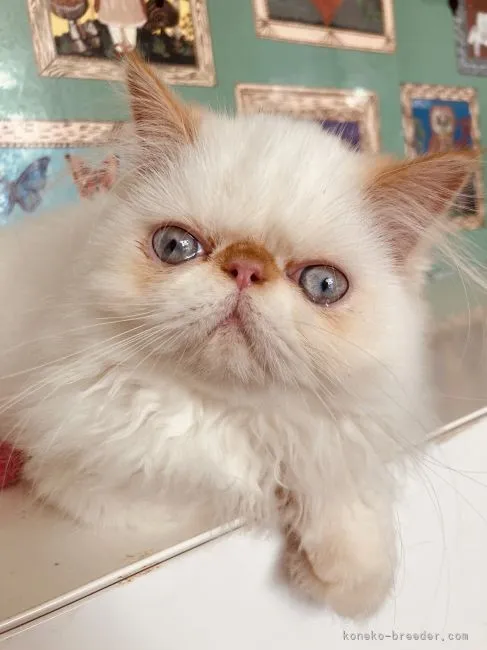 ID：2108-02597の子猫