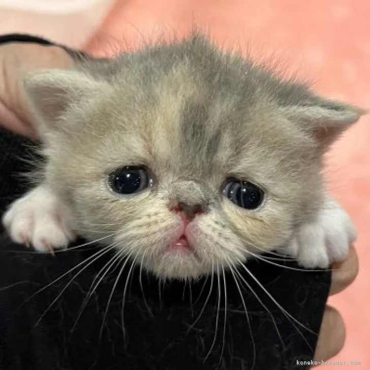 ID:2309-02483の子猫