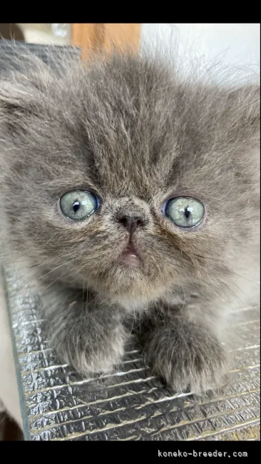 ID：2108-01579の子猫