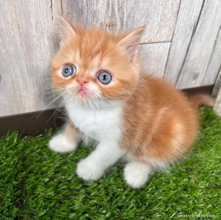 ID:2208-02877の子猫