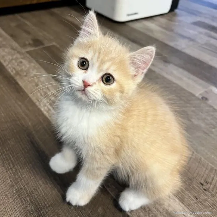 ID：2212-01471の子猫