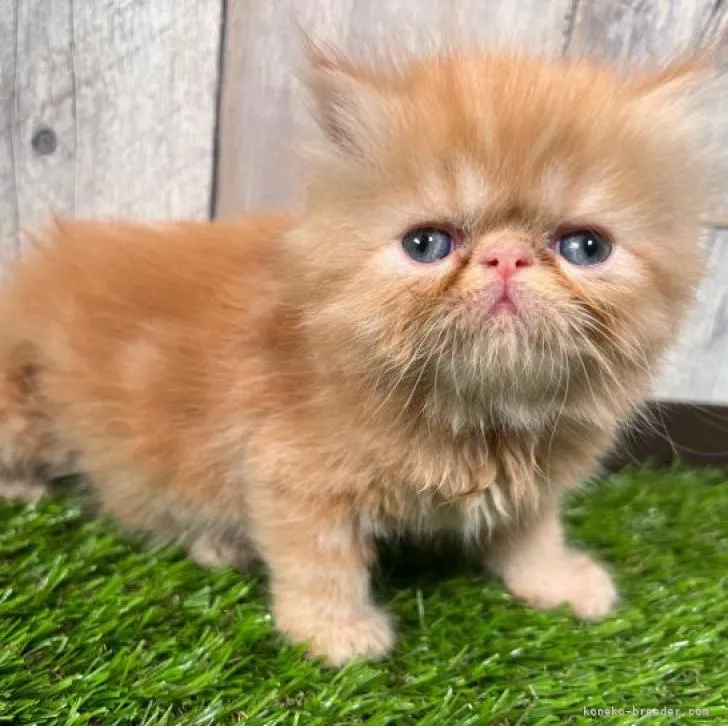ID：2208-02895の子猫