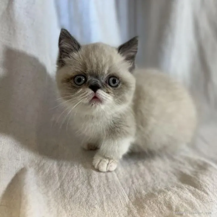 ID:2212-00231の子猫