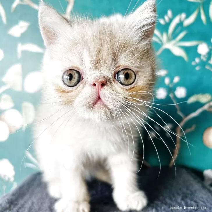 ID：2512-00250の子猫