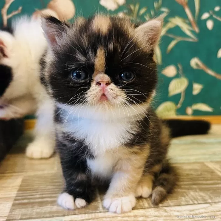 ID：2604-02091の子猫