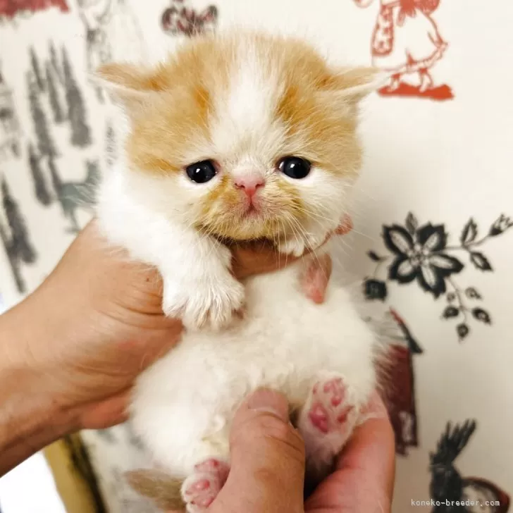 ID：2504-03339の子猫