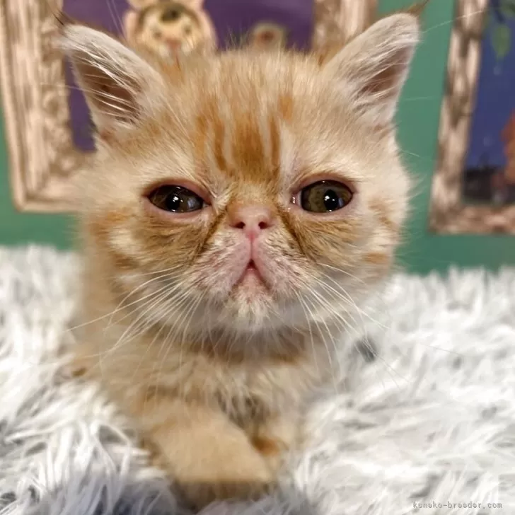 ID:2504-03332の子猫