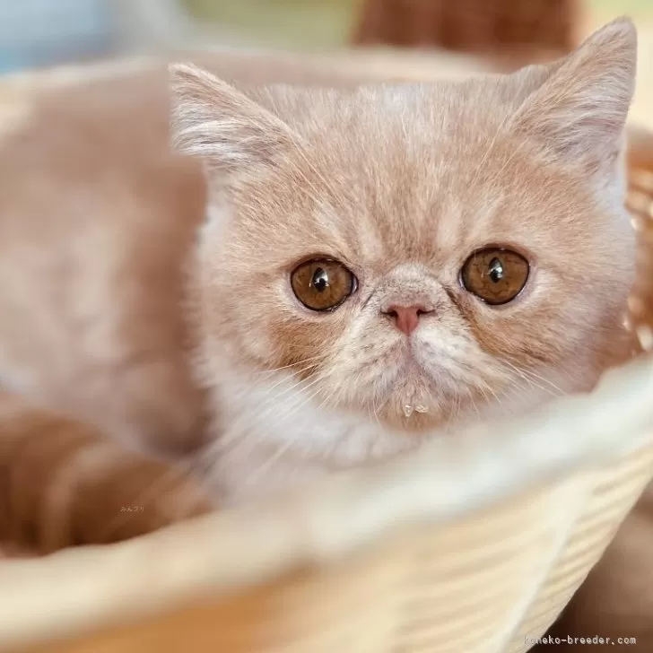 ID:2412-01256の子猫