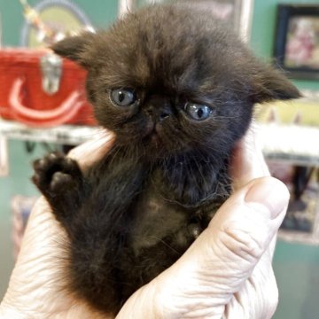 エキゾチックショートヘア【兵庫県・男の子・2025年8月14日・ブラック】の写真「なかなか居ないブラックソリッドの男の子❣️ハロ君❣」