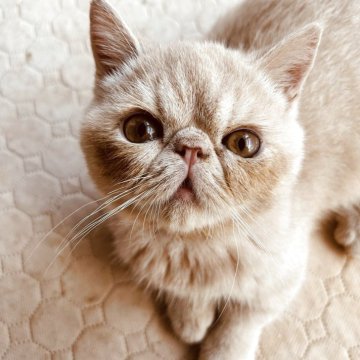 ミヌエット(短足)【兵庫県・男の子・2025年4月5日・クリームタビー】の写真「鼻ぺちゃな短足のエキゾチックなお顔のボク❣短毛君」
