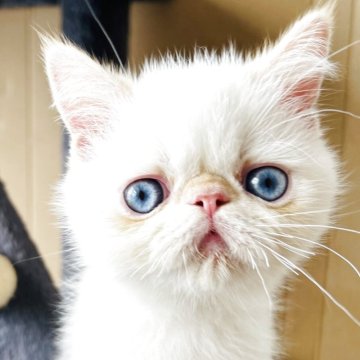 エキゾチックショートヘア【兵庫県・男の子・2025年9月1日・ポイントカラー】の写真「とっても大きなレッドポイントの男の子❣️可愛い」