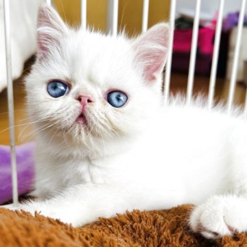 エキゾチックショートヘア【兵庫県・男の子・2025年9月1日・ポイントカラー】の写真「ショートヘアーのレッドポイント君❣️珍しい〜子❣️」