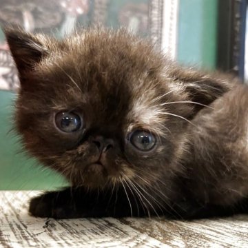 エキゾチックショートヘア【兵庫県・女の子・2025年8月14日・トーティ】の写真「とっても性格の良いトーティの女の子❣️珍しい子」