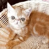 エキゾチックショートヘア