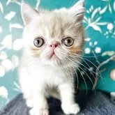 エキゾチックショートヘア